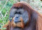 The Saint Louis Zoo