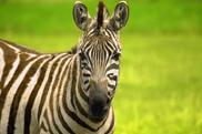 The Saint Louis Zoo