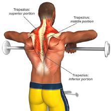 Exercise & Muscle Directory