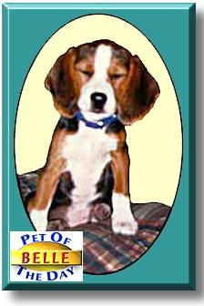 1st Beagle as the dog of the day....