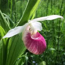 eloise butler wildflower garden