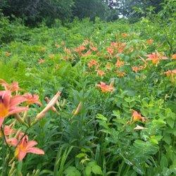 eloise butler wildflower garden