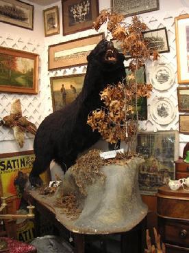 Black Bear
