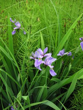 eloise butler wildflower garden