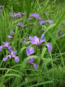 eloise butler wildflower garden
