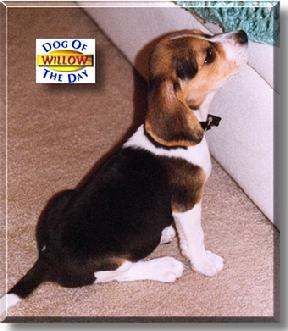 Click here for Willow from Santa Ana, California...