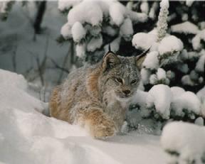 Minnesota's Lynx 
