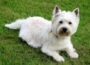 West Highland White Terrier