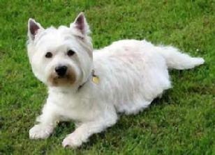 West Highland White Terrier