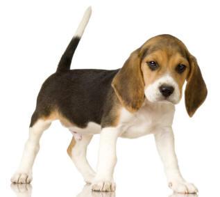 Click here for "Next day Pets"...