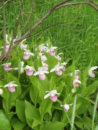 eloise butler wildflower garden