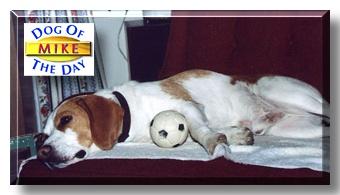 Mike is a loving companion which replaced another black & white beagle who died on a Sunday night with heartworms. We said that we would not get another pet. However, we missed her so greatly we decided that, with no children now living at home, we needed another pet to give our love and attention to. One bright afternoon the chairman of our deacons came to visit us with a six-week-old puppy (Mike) under his arm as a gift to us. We fell in love with Mike and he has been a great comfort and blessing to our house. He has learned to do several tricks. His favorite thing to do is to play with his ball. He does this for hours at a time until he becomes exhausted. He even sleeps with his ball, as a child would with a blanket. Almost every afternoon at 4:30 P.M. Mike and his master watch WishBone on TV.