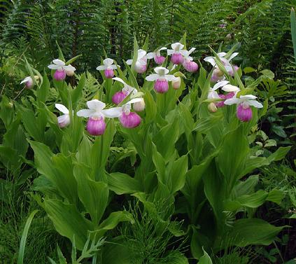 eloise butler wildflower garden