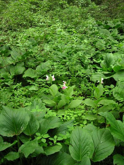 eloise butler wildflower garden