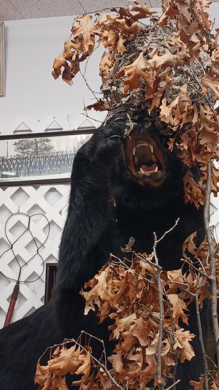 Black Bear Mount