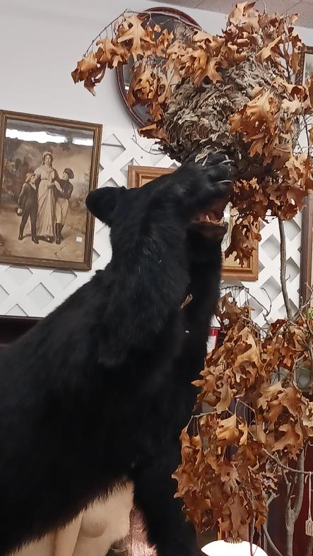 Black Bear Mount