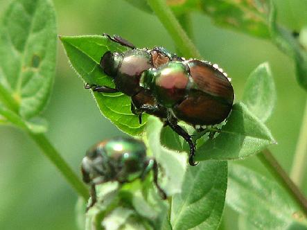 Japanese beetles Mating