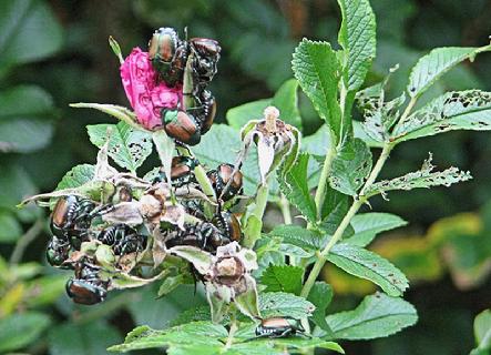 Japanese beetles Feeding