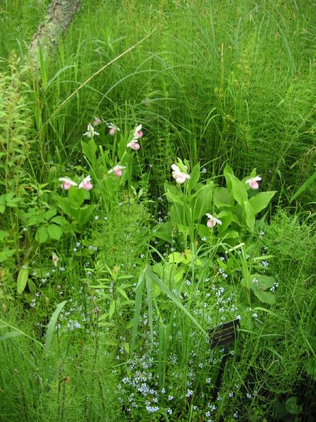 eloise butler wildflower garden