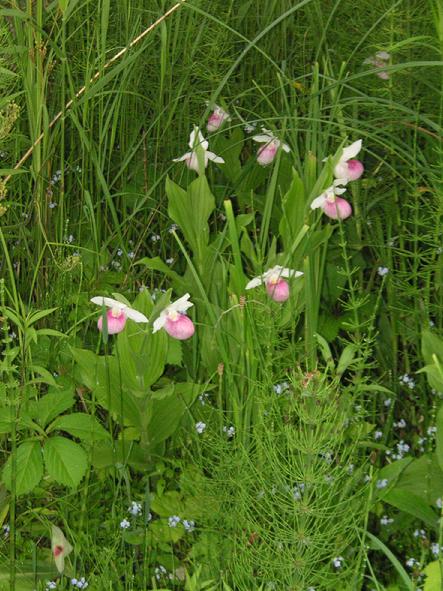 eloise butler wildflower garden