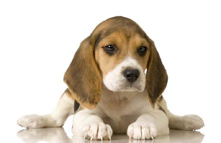 Click here for the dog owner's guide...