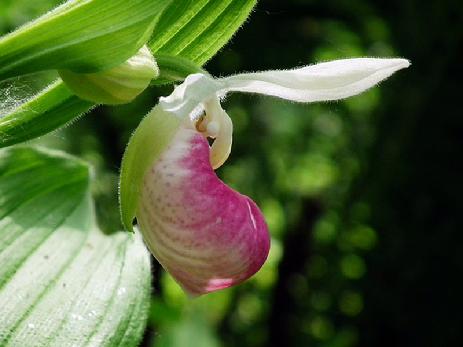 eloise butler wildflower garden