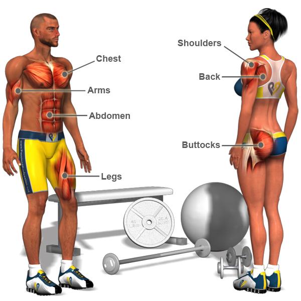 Exercise & Muscle Directory