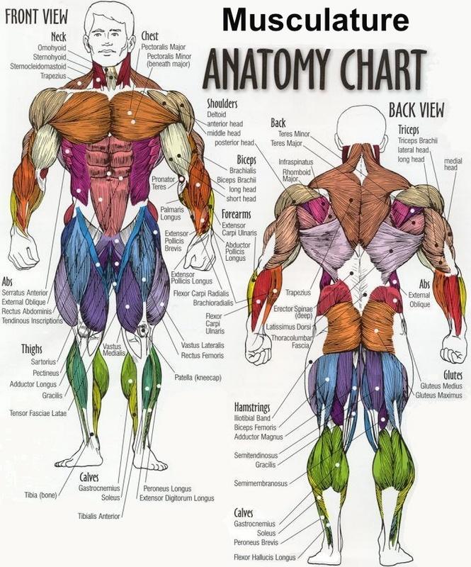 Muscle Directory