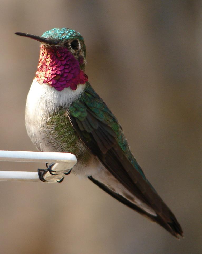 ruby-throated hummingbird 