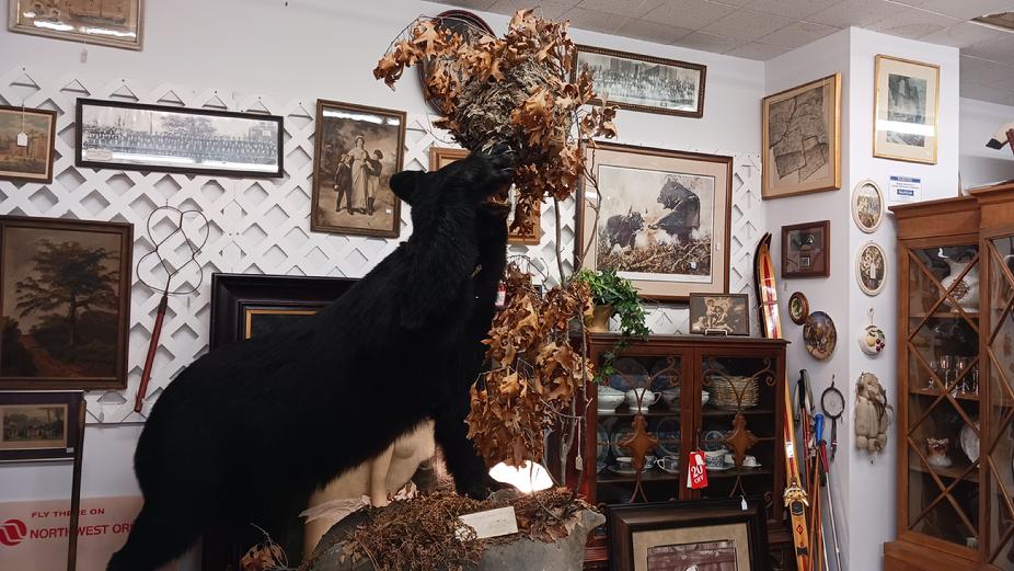 Black Bear Mount