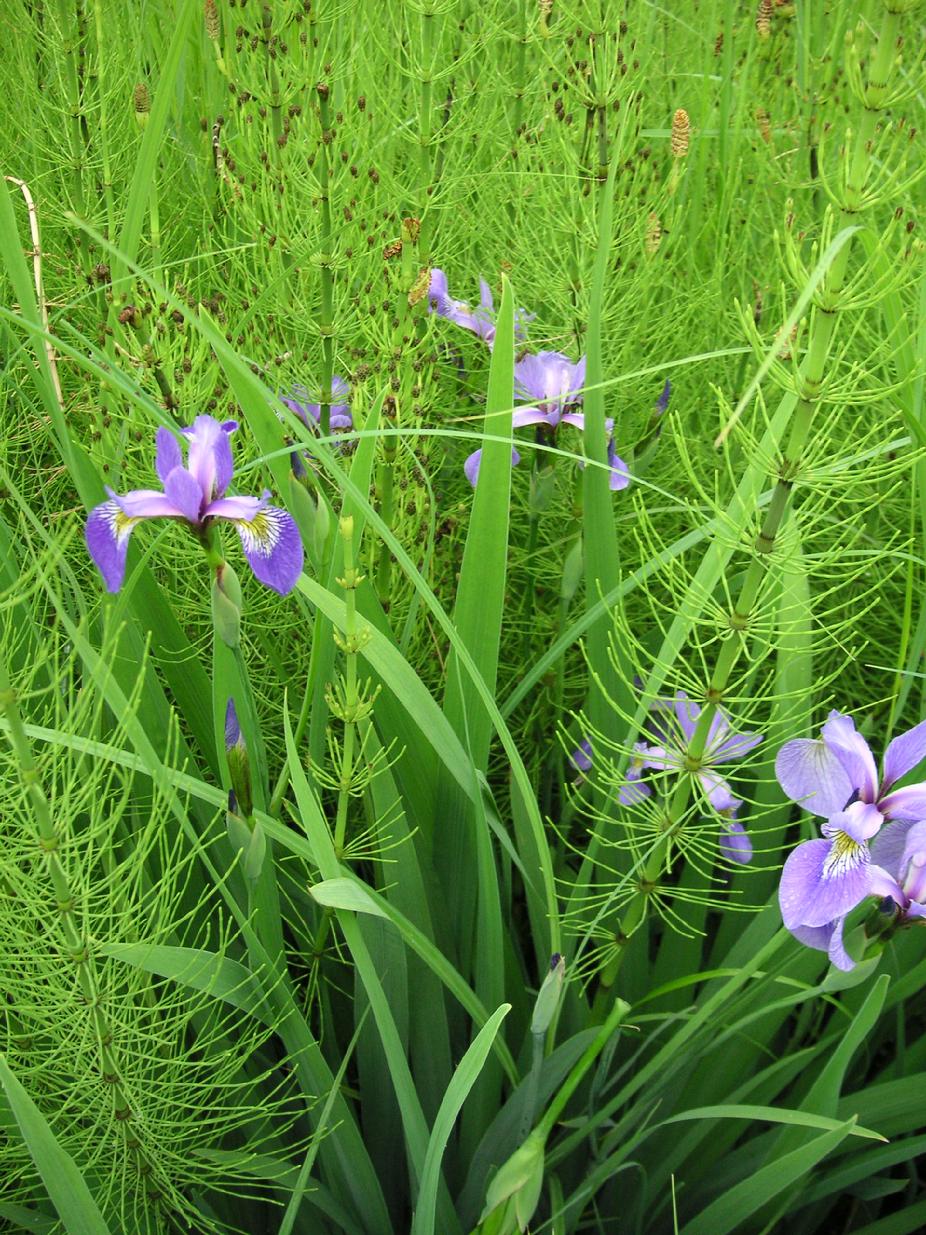 eloise butler wildflower garden